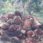 Harga Tandan Buah Segar di Mukomuko Kembali Naik