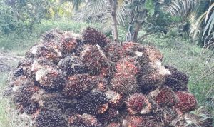 Harga Tandan Buah Segar di Mukomuko Kembali Naik