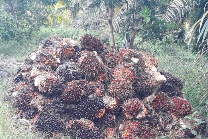 Harga Tandan Buah Segar di Mukomuko Kembali Naik
