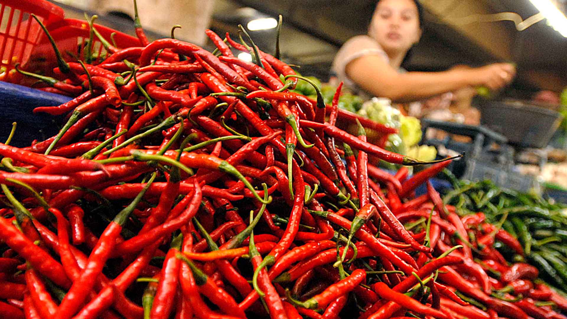 Harga Cabe Bengkulu Alami Kenaikan